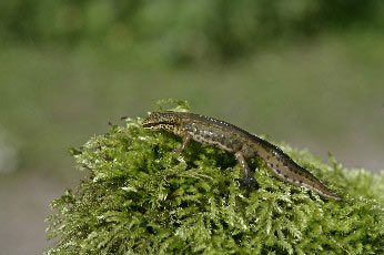 newt being protected by newt fencing