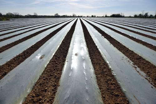 polythene sheeting on a farm