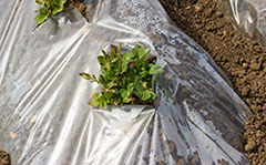 Polythene Sheeting Polythene Sheeting