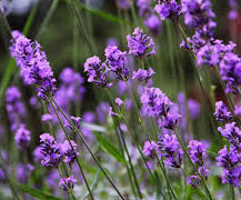 Lavender scent