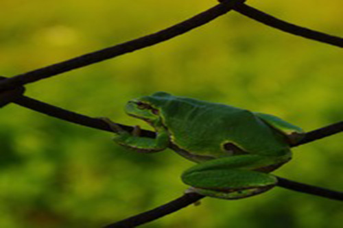 amphibian fencing