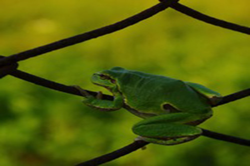 frog on fence amphibian fencing