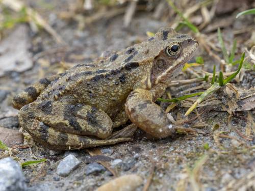 Amphibian on ground