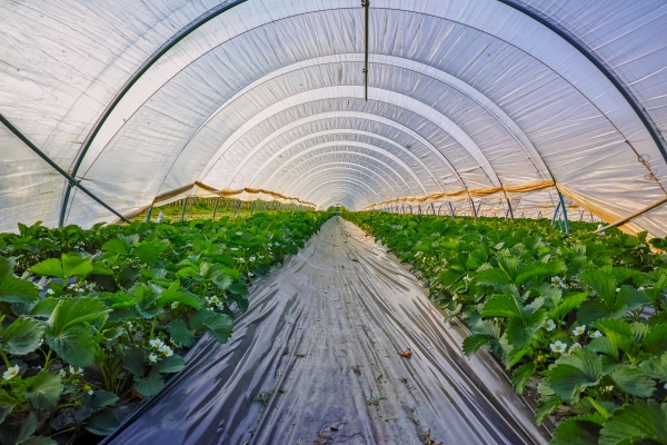 low melt polythene greenhouse film