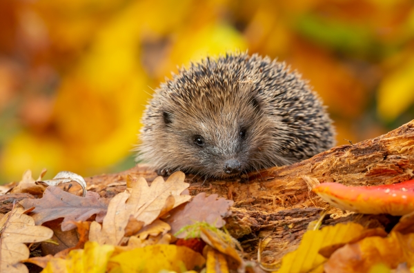 Protected Hedgehog