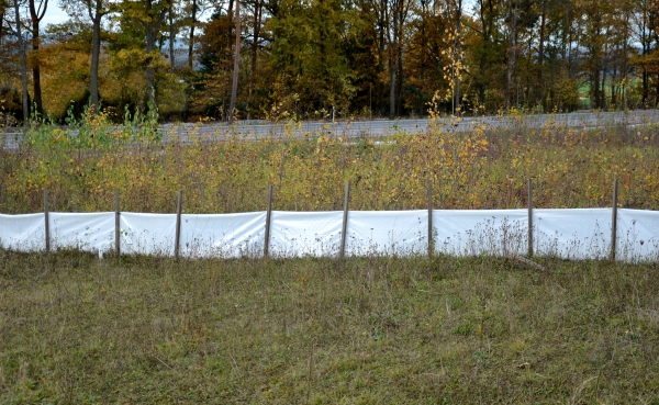 Polythene amphibian fencing protecting frogs near a road