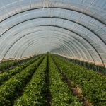Polythene sheeting used for agriculture