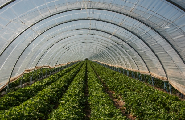 Polythene sheeting used for agriculture