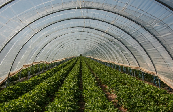 Polythene sheeting protecting Agriculture Polythene sheeting used for agriculture