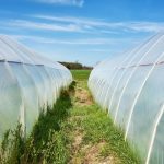 Polytunnel